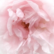 Rosa Cuisse de Nymphe