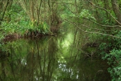 River Darent