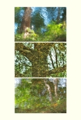 Trees of the River Darent triptych