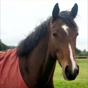 12_19 10 05 RaceH Sanct_119 crop