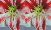 Hippeastrum 