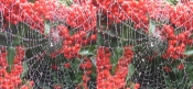 Pyracantha and web