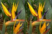 Strelitzia Reginae Mandela's Gold