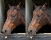 19 10 05 RHorse Sanct_09. crop