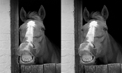 CHATTER AT RACEHORSE SANCTUARY BW by Derek Medhurst 700